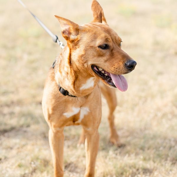 Douglas County Canine Rescue Douglas County Canine Rescue
